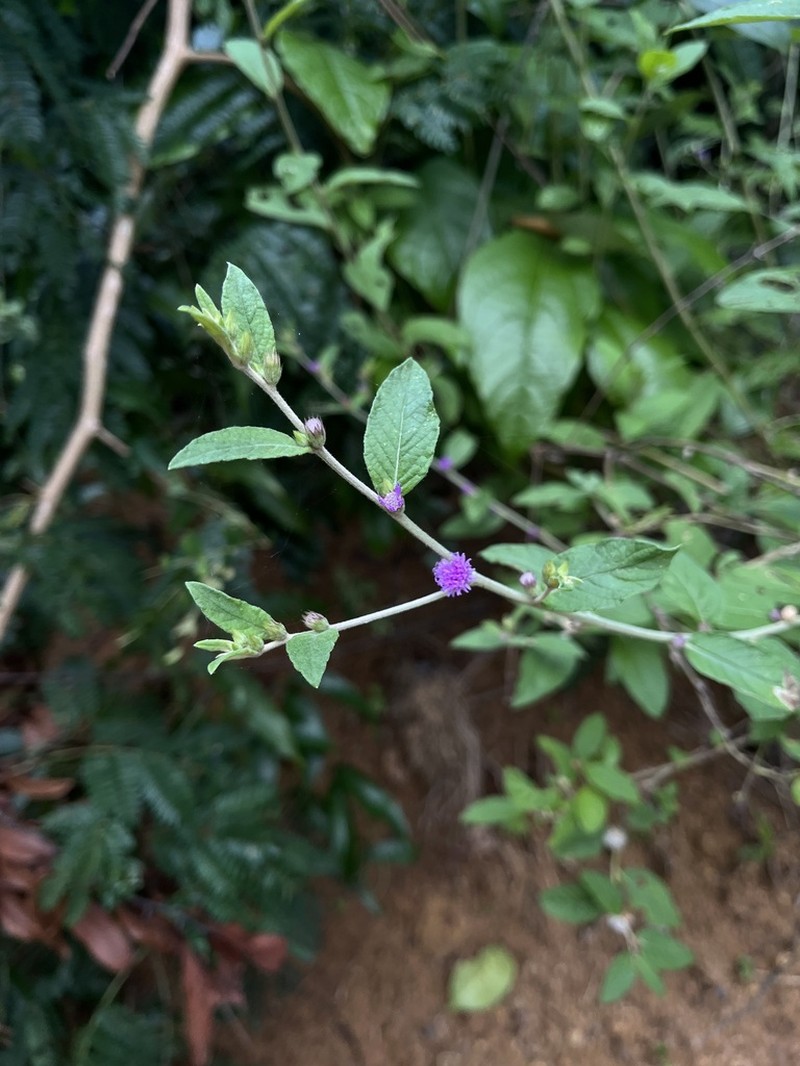 Lepidaploa cotoneaster