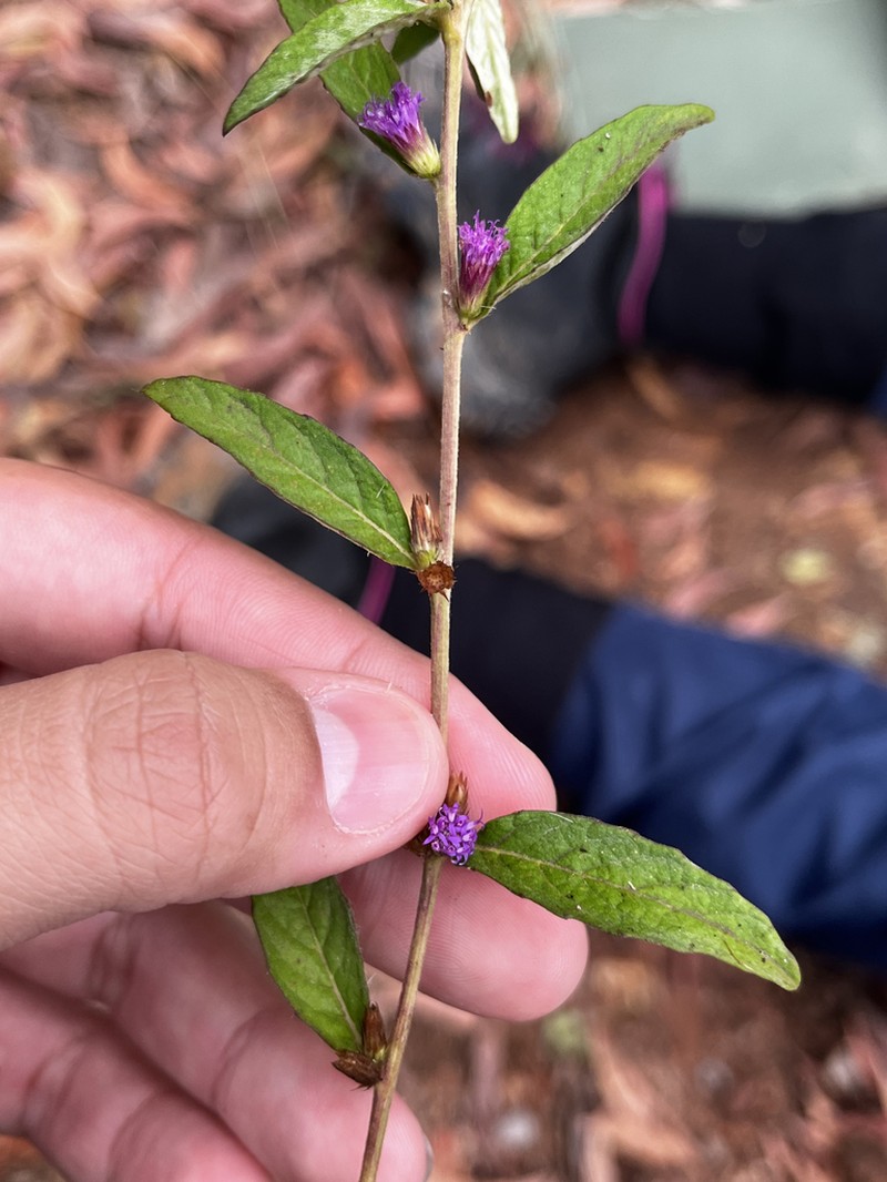 Lepidaploa cotoneaster photo 6