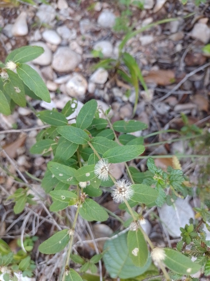 Lepidaploa cotoneaster photo 8