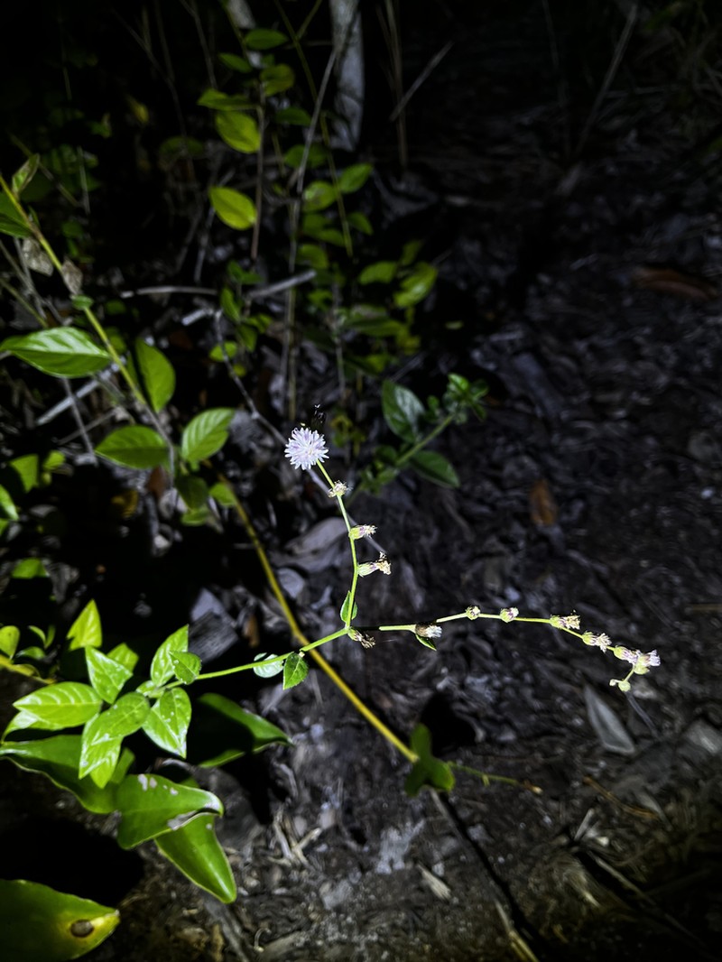 Lepidaploa coulonioides