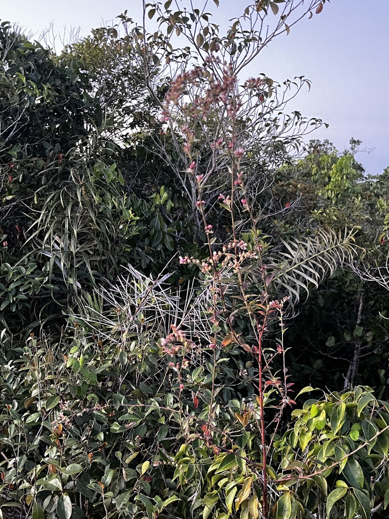 Lepidaploa coulonioides photo 2