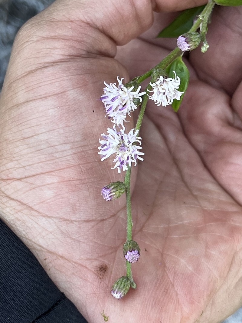 Lepidaploa coulonioides photo 3