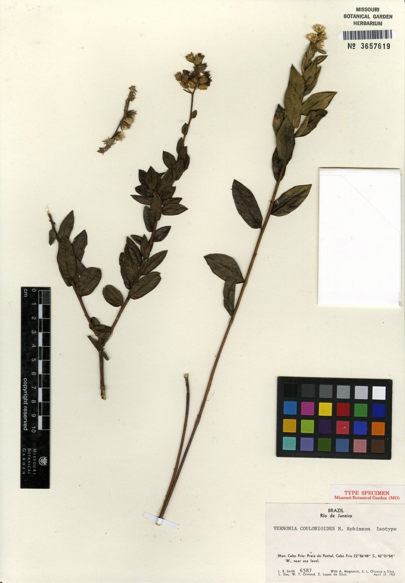 Lepidaploa coulonioides photo 4