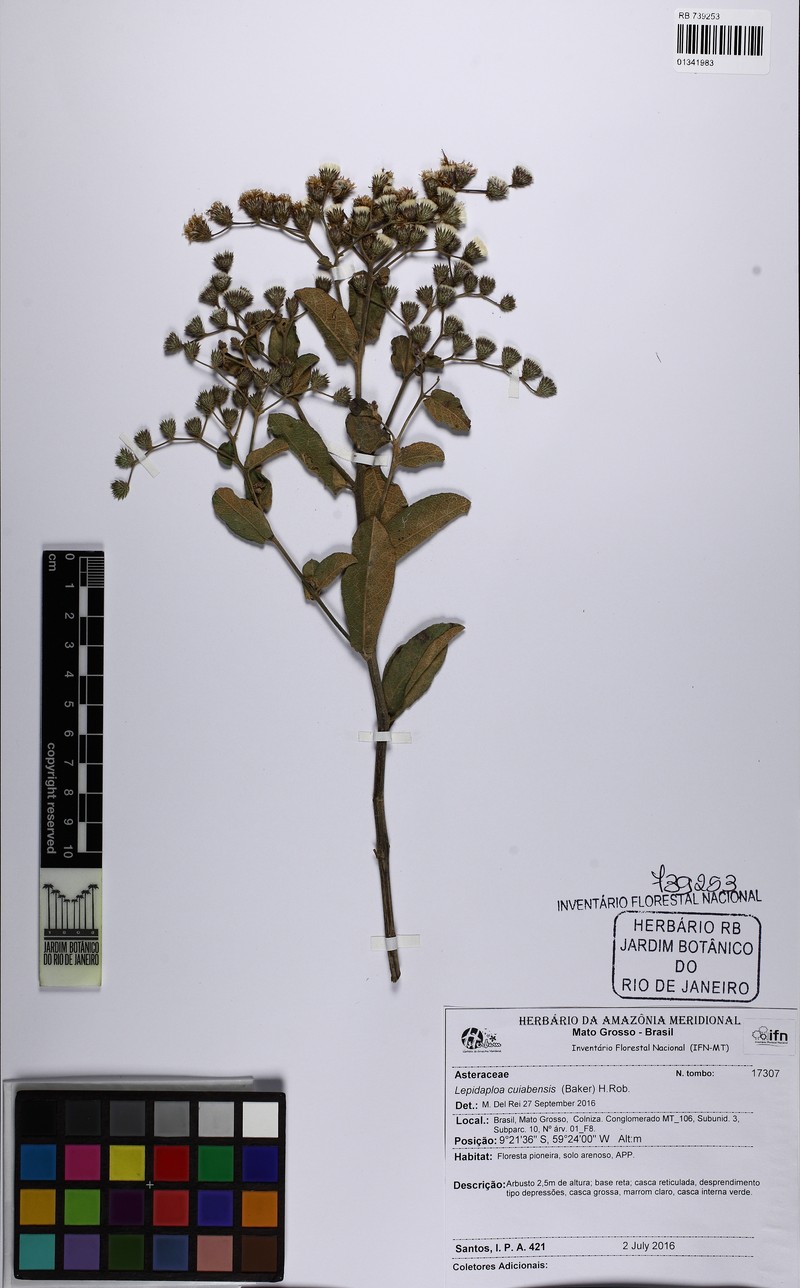 Lepidaploa cuiabensis