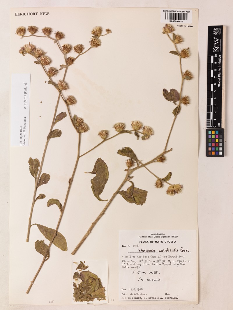 Lepidaploa cuiabensis photo 2