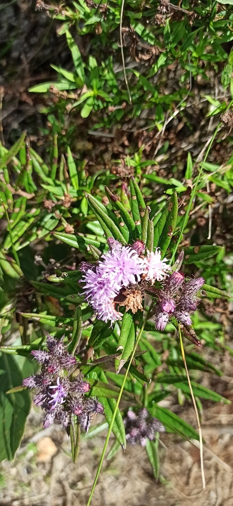 Lepidaploa decumbens