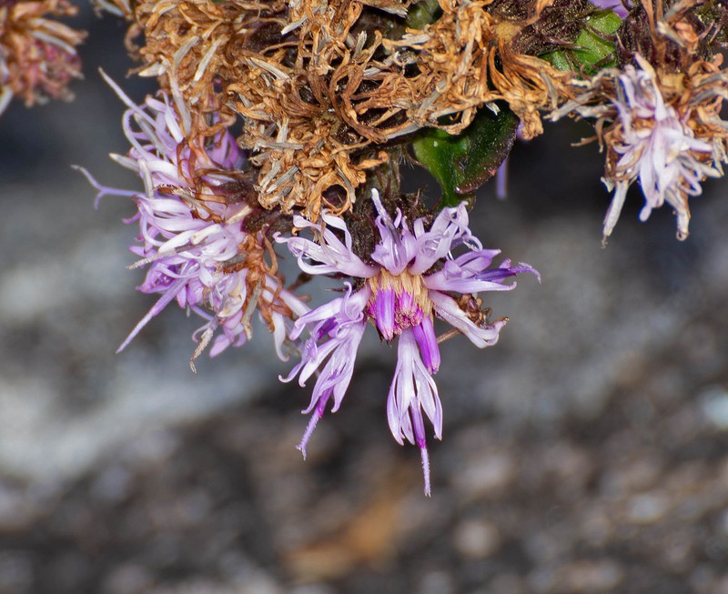 Lepidaploa decumbens photo 3