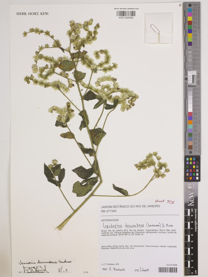 Lepidaploa decumbens photo 4
