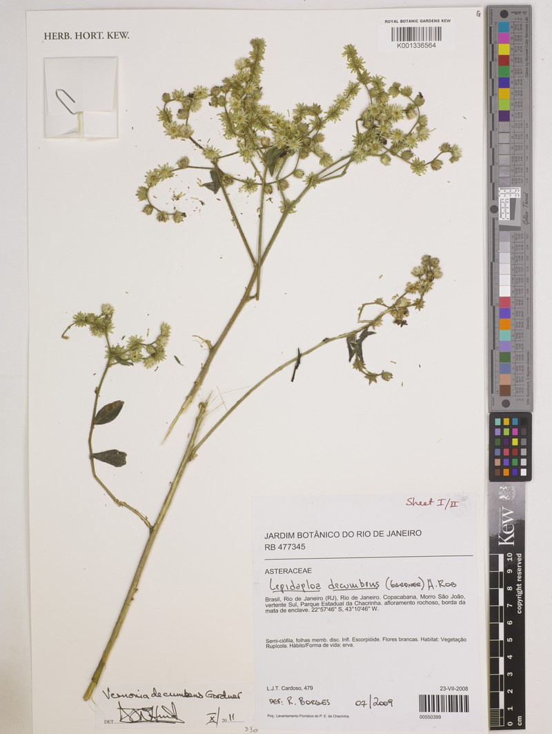 Lepidaploa decumbens photo 5