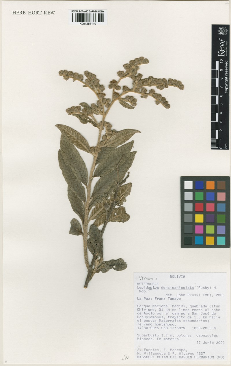 Lepidaploa densipaniculata
