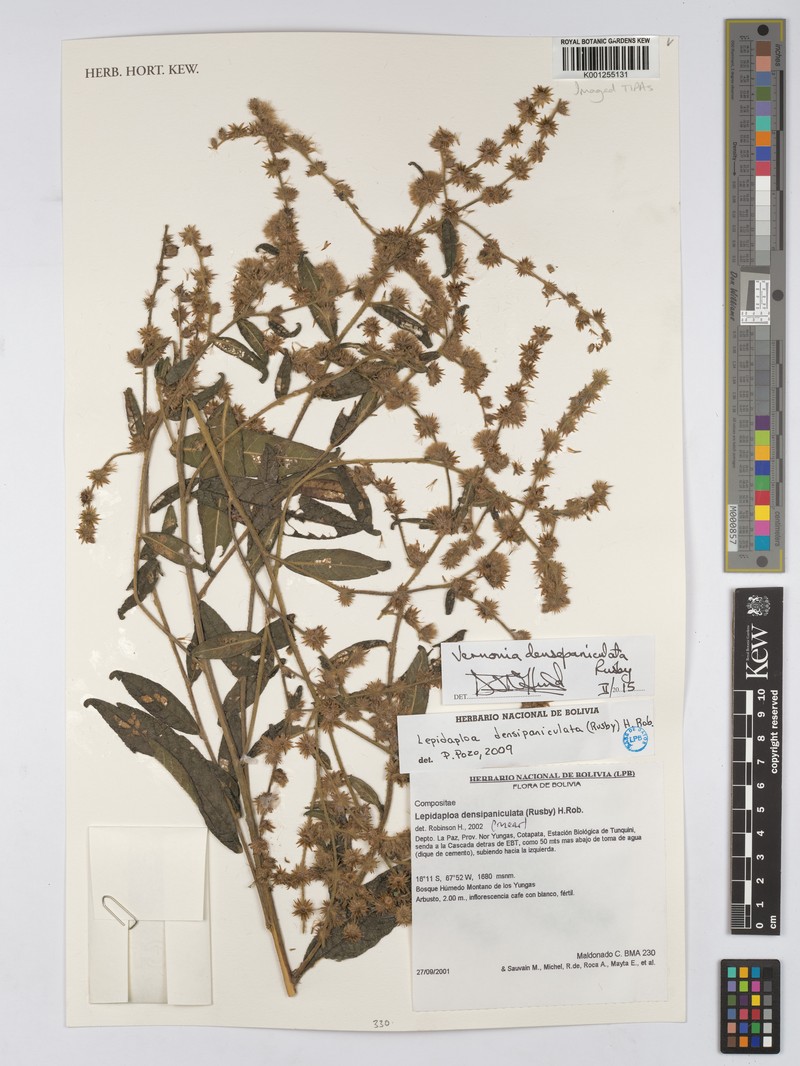 Lepidaploa densipaniculata photo 2