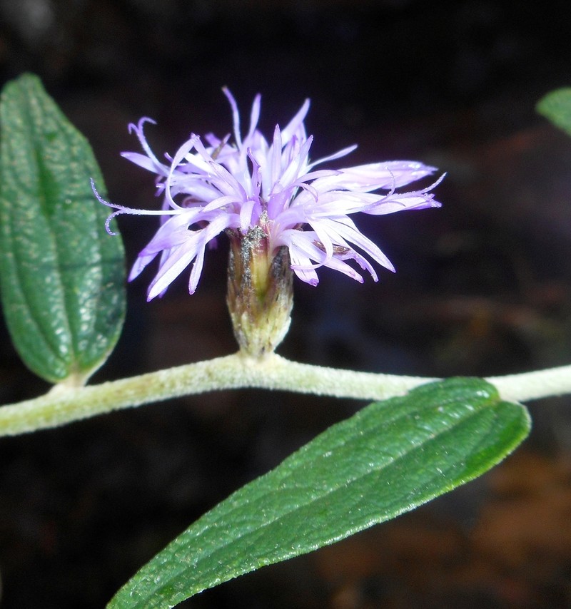Lepidaploa desiliens