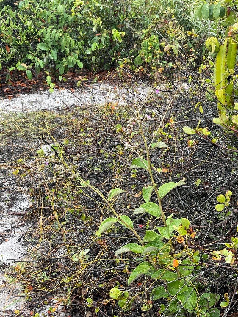 Lepidaploa edmundoi
