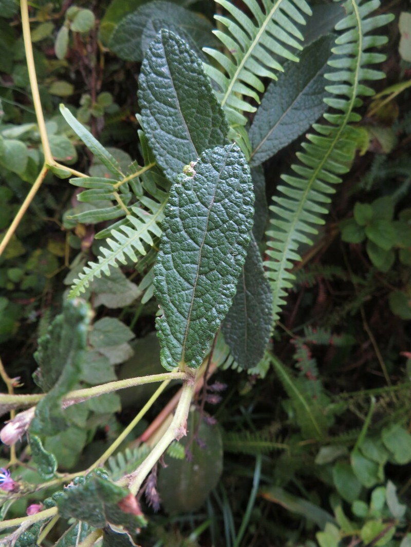 Lepidaploa ekmanii photo 2