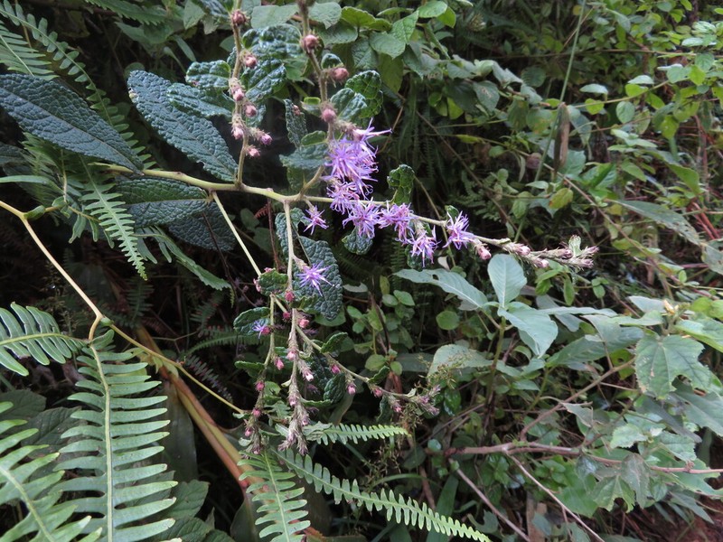 Lepidaploa ekmanii photo 3