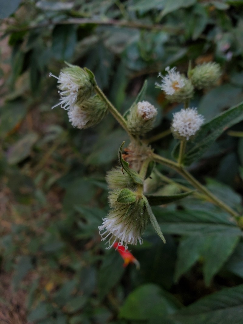 Lepidaploa eriolepis photo 2