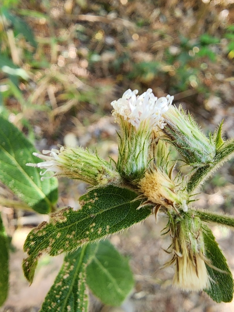 Lepidaploa eriolepis photo 3