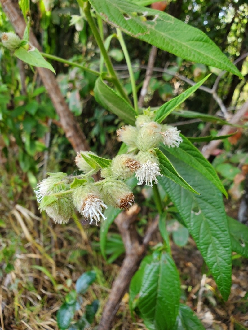 Lepidaploa eriolepis photo 4