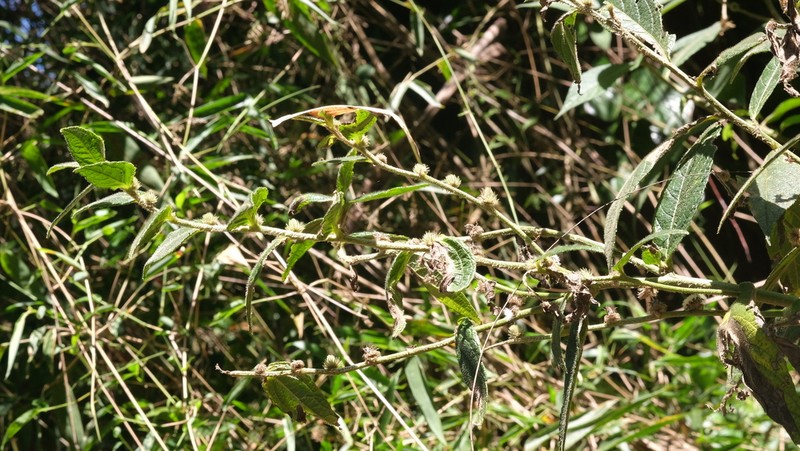 Lepidaploa eriolepis photo 5