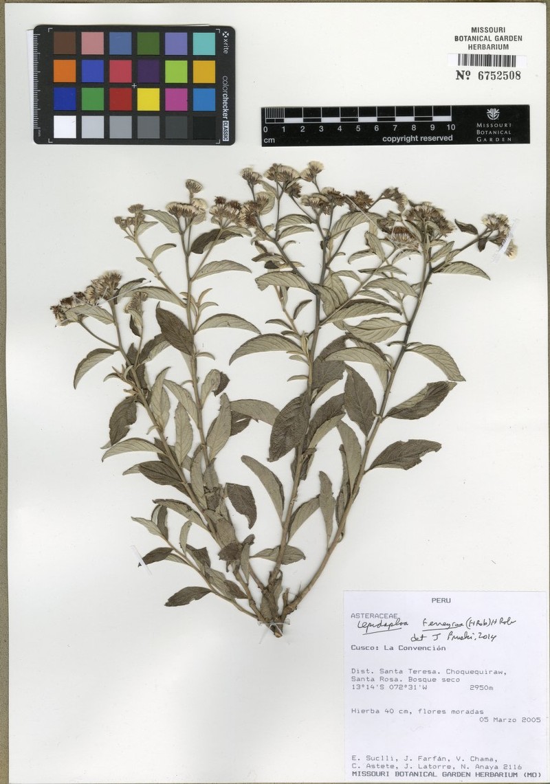 Lepidaploa ferreyrae
