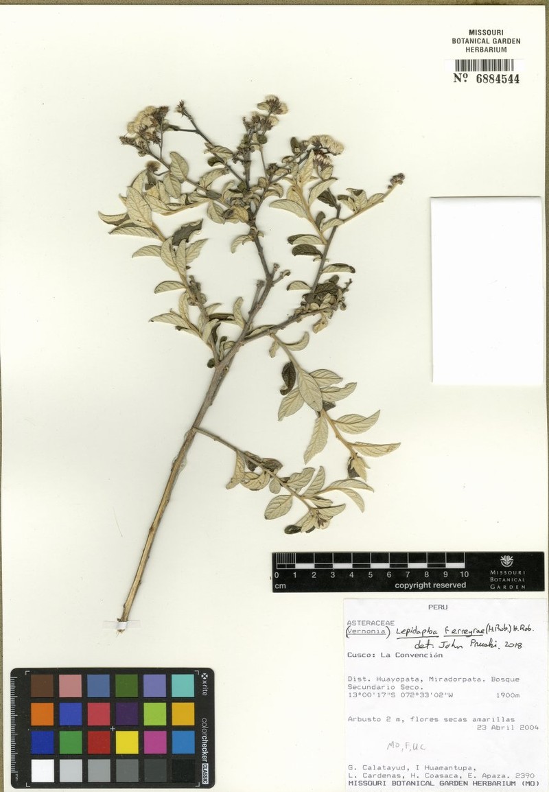 Lepidaploa ferreyrae photo 2
