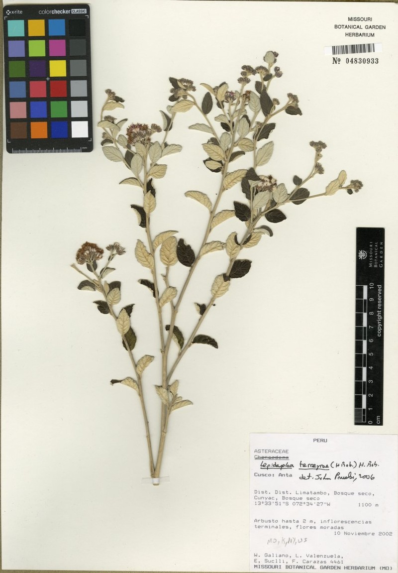 Lepidaploa ferreyrae photo 3