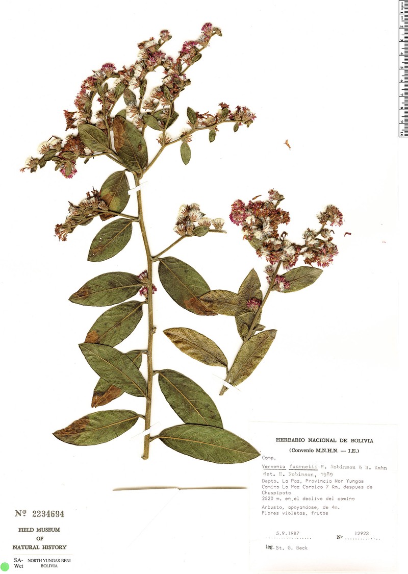 Lepidaploa fournetii
