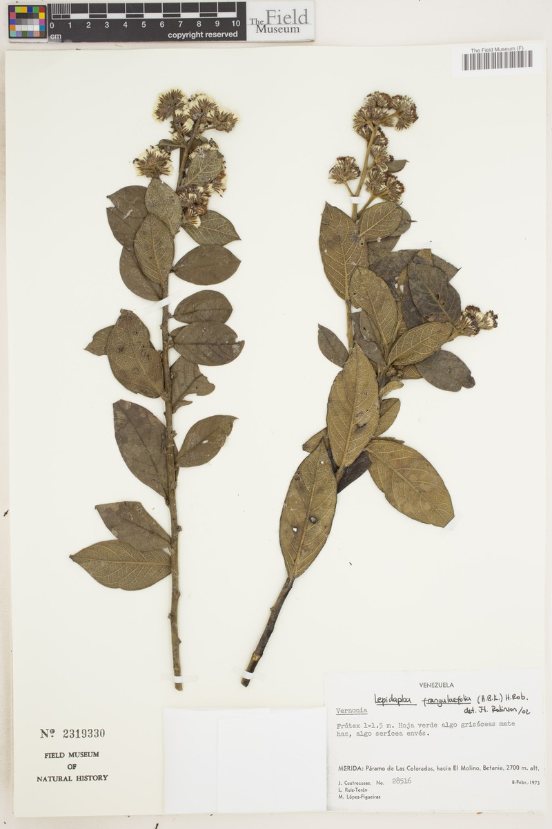 Lepidaploa frangulifolia