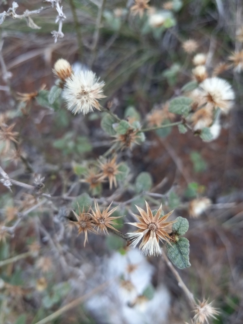 Lepidaploa fruticosa