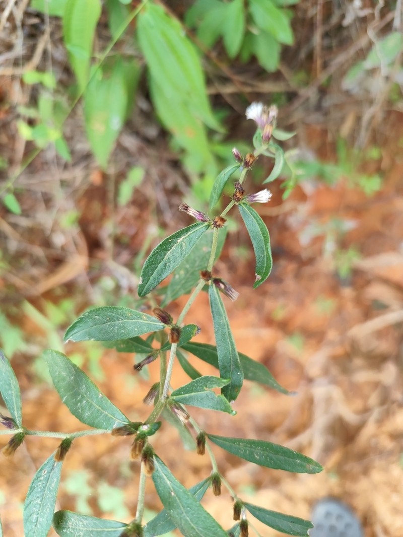 Lepidaploa fruticosa photo 2