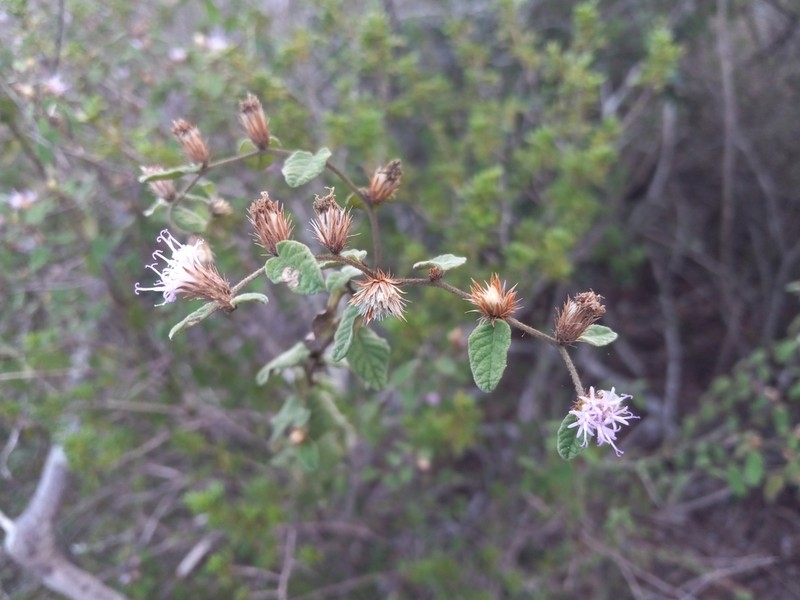 Lepidaploa fruticosa photo 4