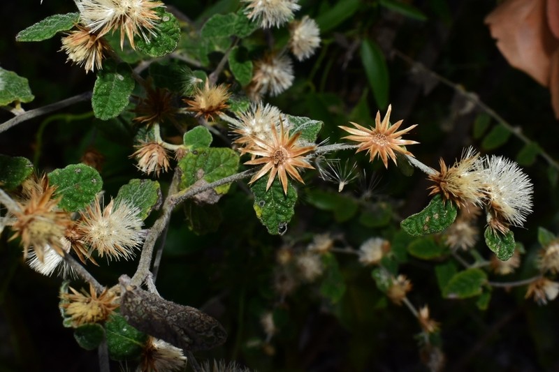 Lepidaploa fruticosa photo 5