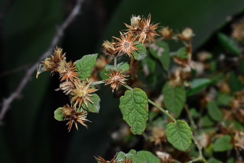 Lepidaploa fruticosa photo 6