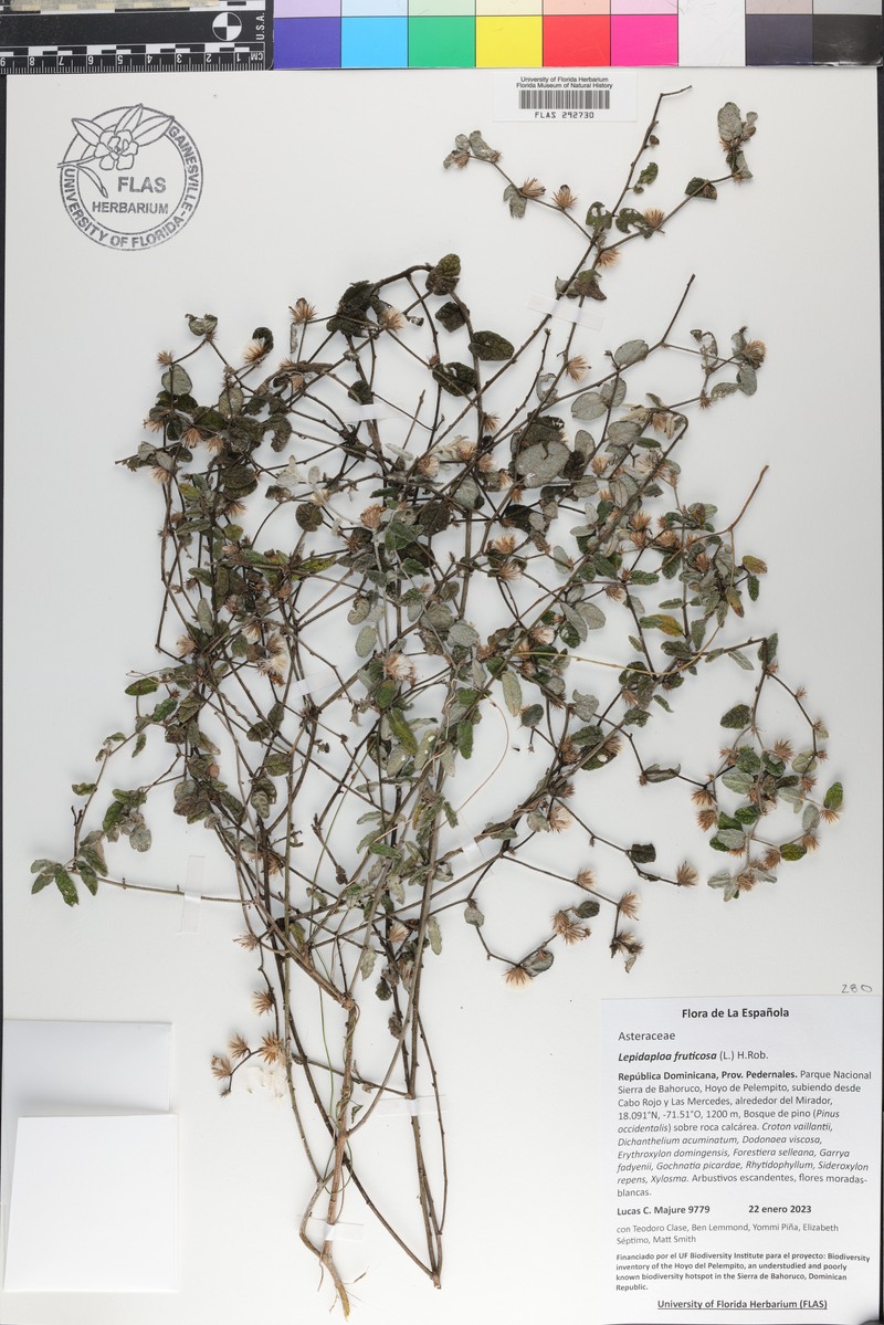 Lepidaploa fruticosa photo 7