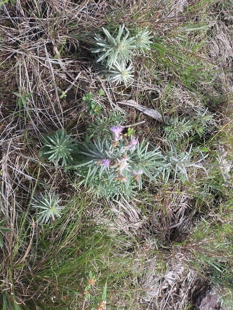 Lepidaploa gnaphalioides