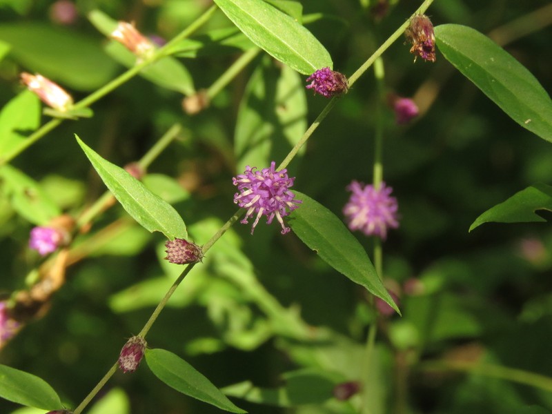 Lepidaploa gracilis photo 2