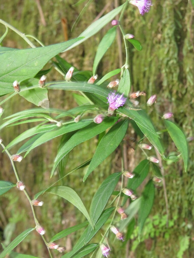 Lepidaploa gracilis photo 3
