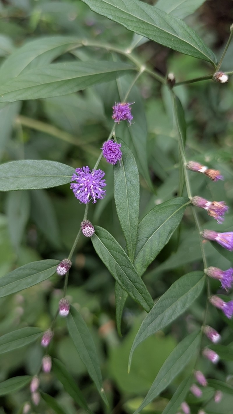 Lepidaploa gracilis photo 4