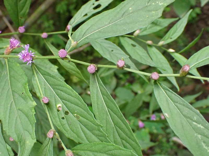 Lepidaploa gracilis photo 5