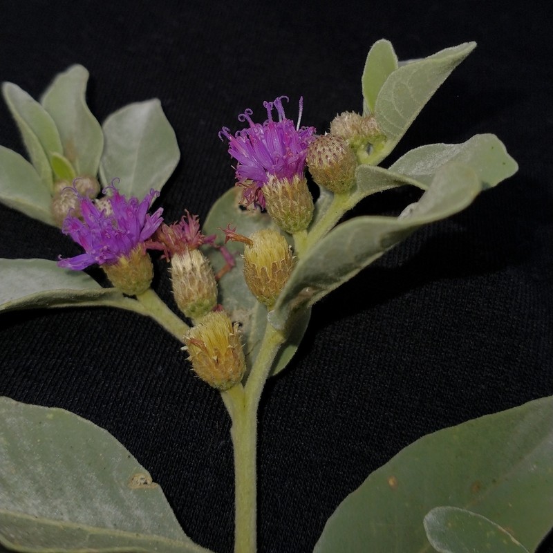 Lepidaploa grisea photo 2