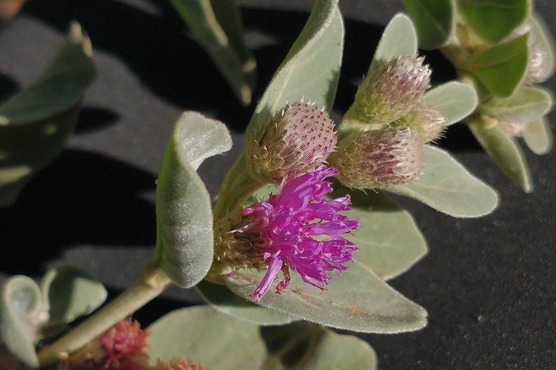 Lepidaploa grisea photo 3