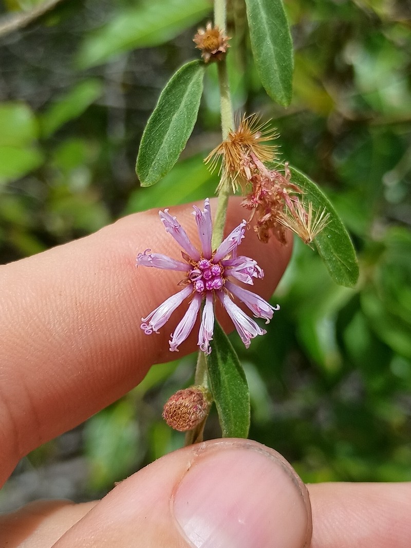 Lepidaploa grisea photo 5