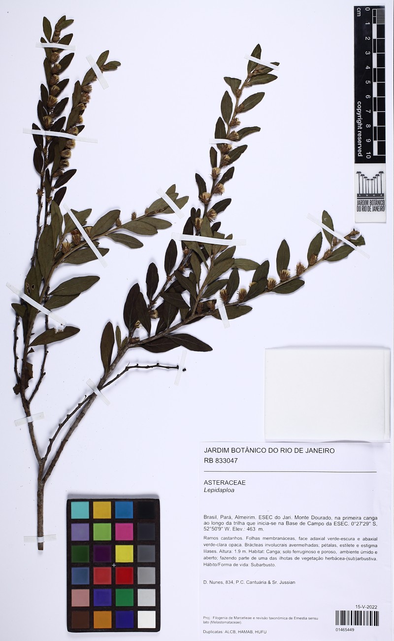 Lepidaploa grisea photo 6