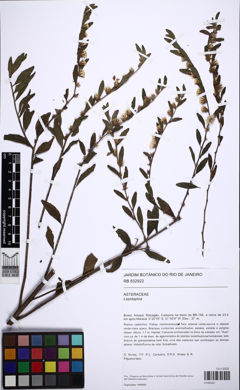 Lepidaploa grisea photo 7