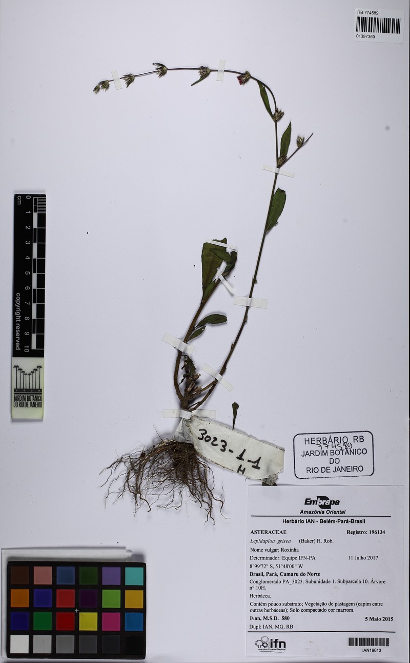 Lepidaploa grisea photo 8