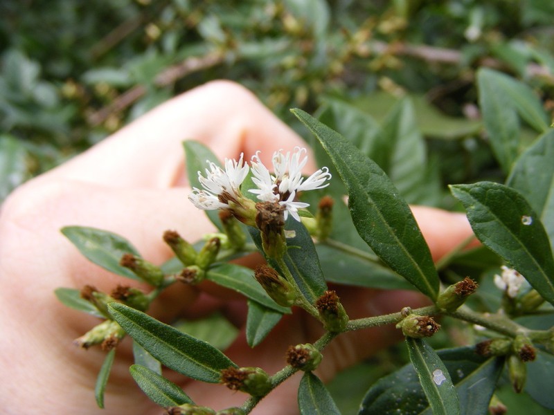 Lepidaploa harrisii