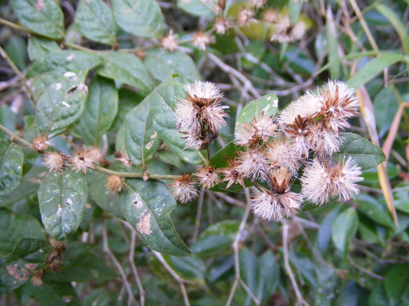 Lepidaploa harrisii photo 2