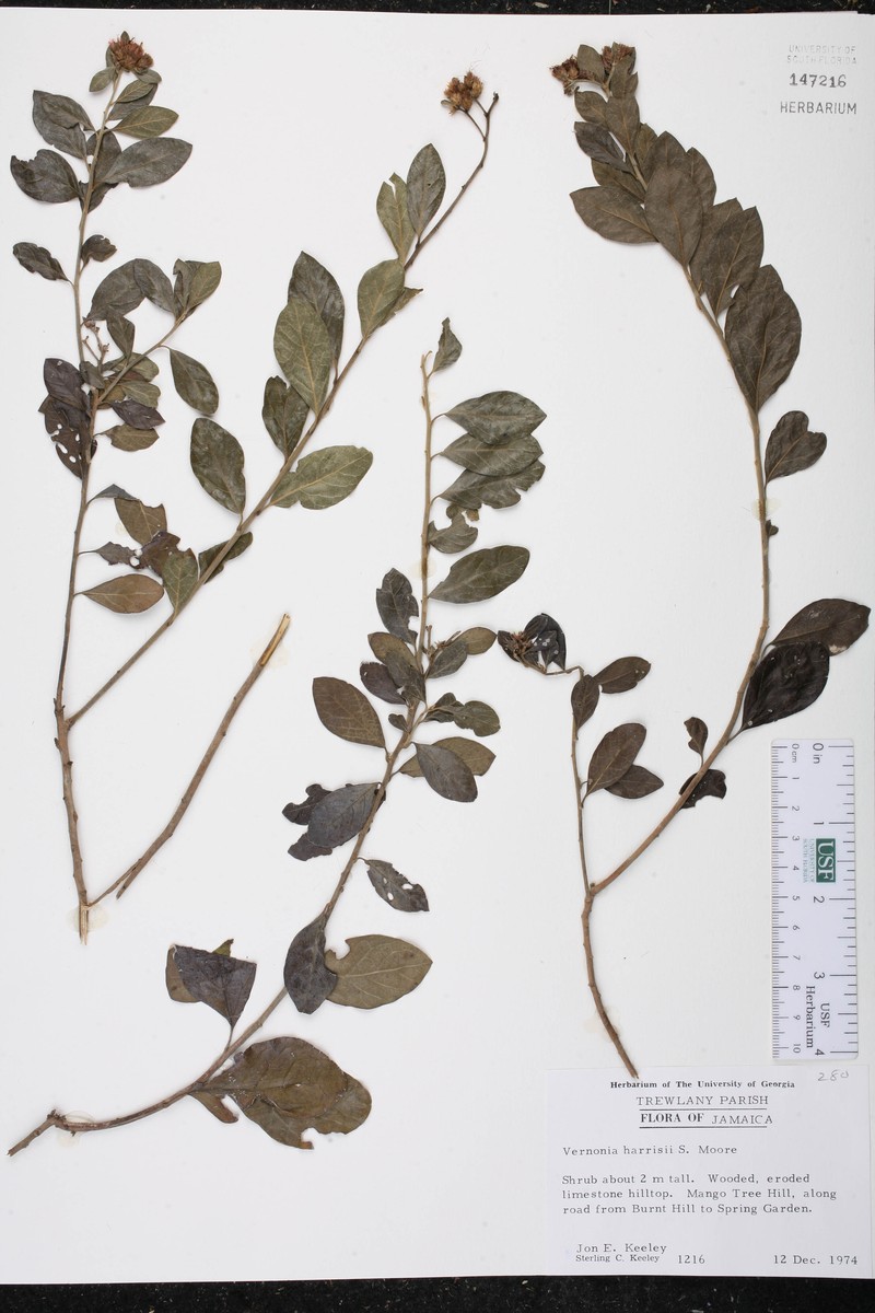 Lepidaploa harrisii photo 3
