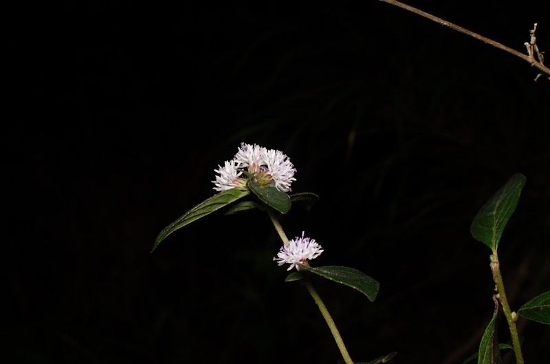 Lepidaploa helophila
