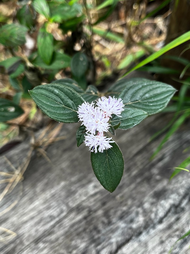 Lepidaploa helophila photo 2